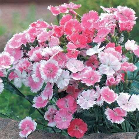 Dulce White To Pink Dianthus Chinesis China Pink Flower Seeds Flower