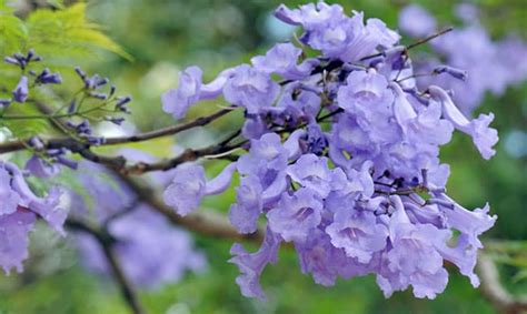 Once established, juniper trees are relatively tolerant of drought and can go. 5 Best Arizona Flowering Trees