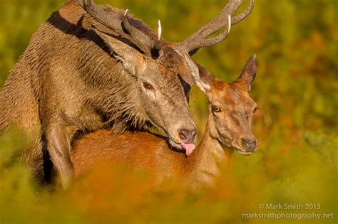 Red Deer Mating Mark Smith Flickr