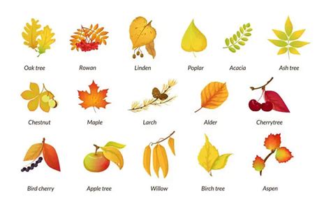 How To Identify Fruit Tree By Leaf With 6 Easy Steps