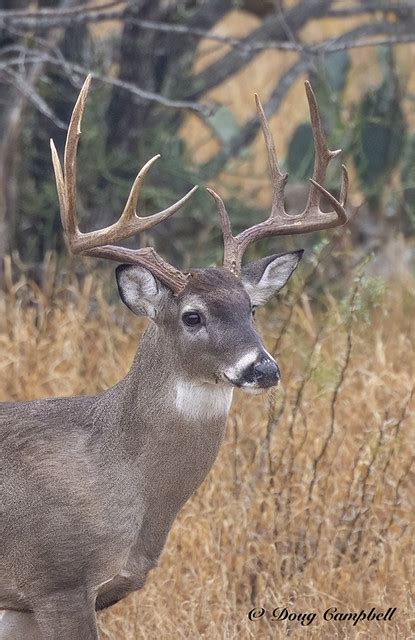 Whitetail Deer 0726 Doug Campbell Flickr