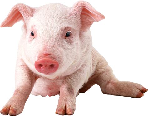 Domestic Pig Clip Art Farm Animal Png Download 19141506 Free