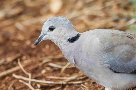 Species Profile Of The Ring Necked Dove