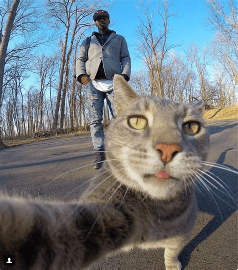 We strapped the gopro to his collar and he came back home after 30. Manny, The 'Selfie Cat' Takes Impressive Photos of Himself ...