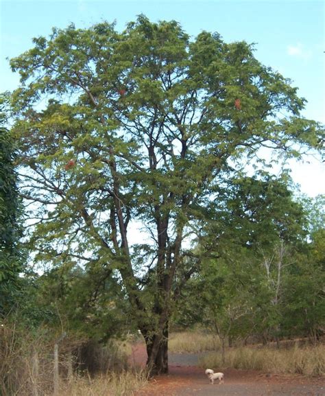 Tamarindus Indica Asam Jawa Tree Permaculture Plants