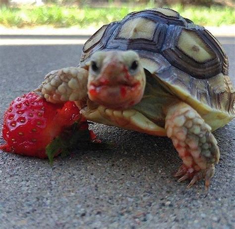 Черепаха позирует с убитой клубникой Cute baby animals Turtle Baby
