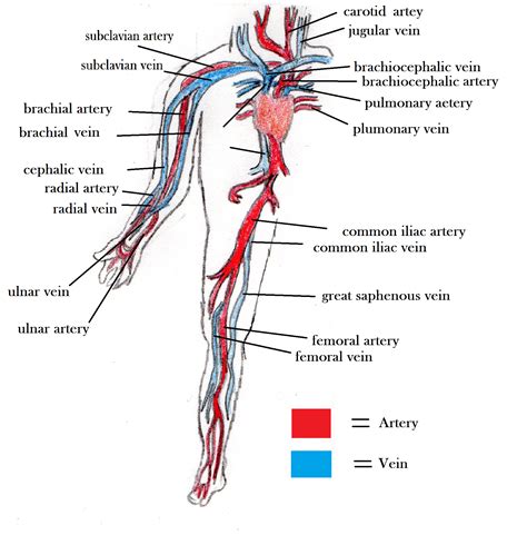 Veins mostly follow the arteries, so there is no need to go into each branch. Arteries and Veins: Blood Vessel Diagram - The Circulatory ...