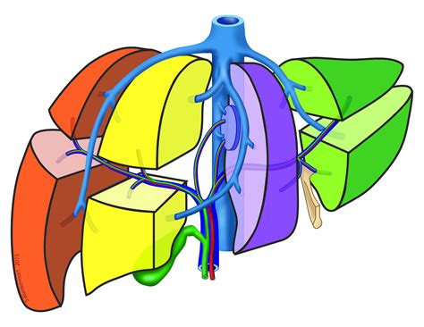 Hepatic Segmentation Anatomytool