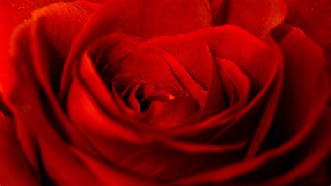 Red Rose Close Up Hd Wallpaper 4k Ultra Hd Hd Wallpaper