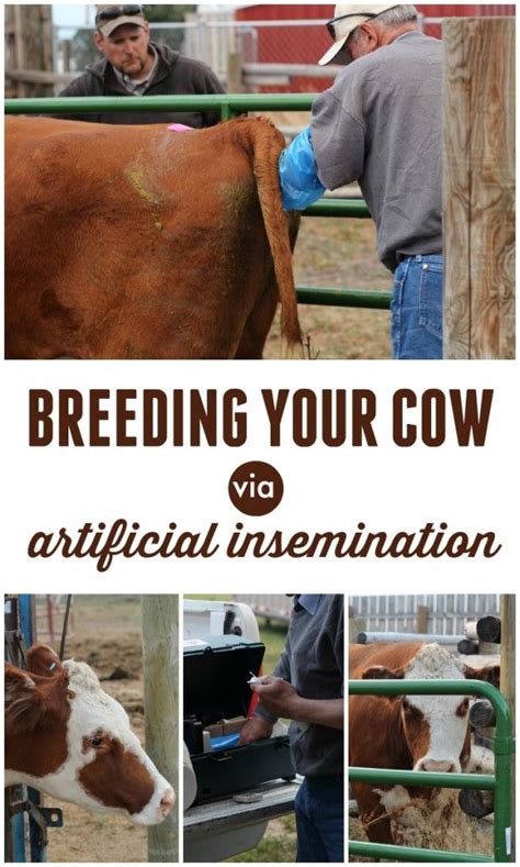 die besten 25 cow tipping ideen auf pinterest bilder von kühen du hast zwei kühe und bilder