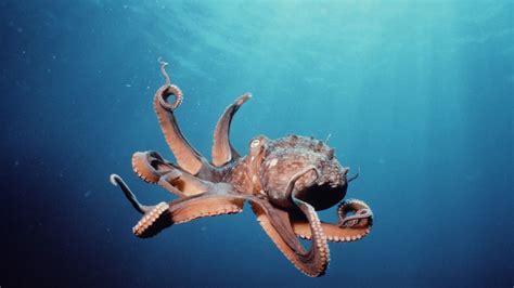 Brown Octopus Swimming In Ocean Photo Hd Wallpaper Wallpaper Flare