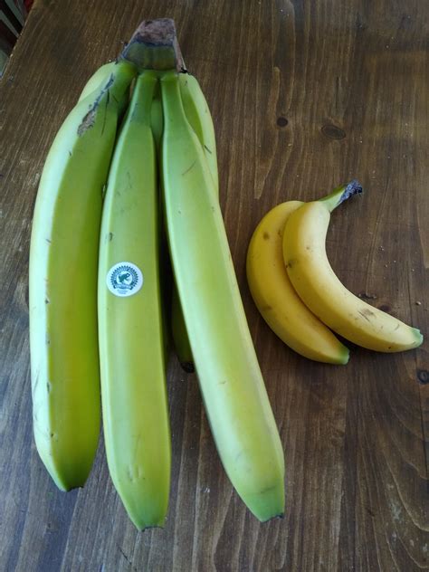 Look At The Absolute Size Of These Bananas Banana For Scale R