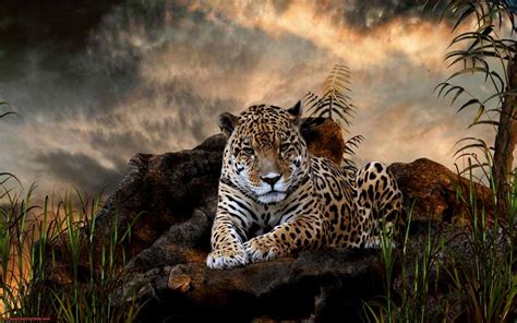 Jaguars Animals Wallpapers Hd Desktop And Mobile Backgrounds