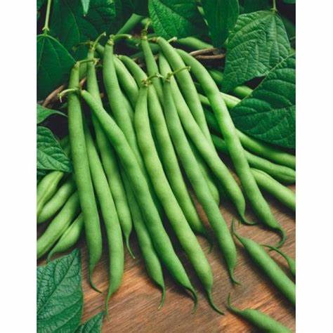 Фасоль спаржевая диета Купить Фасоль спаржевая Серенгети (Syngenta) 5 гр цв.п - SPirk.ru Купить Фасоль спаржевая Серенгети (Syngenta) 5 гр цв.п - SPirk.ru Фасоль спаржевая диета