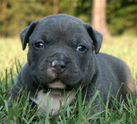 Download Adorable Black Pitbull Puppy With Heart Melting Gaze Wallpaper