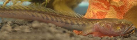 More than 77 dragon fish pet at pleasant prices up to 33 usd fast and free worldwide shipping! How to Care for a Violet Goby (Dragonfish) | PetHelpful