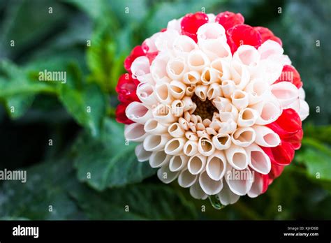 Red White Dahlia Flower Hi Res Stock Photography And Images Alamy