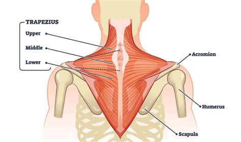 Trapezius Muscle The Definitive Guide Biology Dictionary