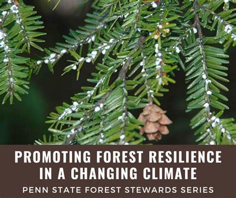 Forest Resilience In A Changing Climate Cook Forest Conservancy