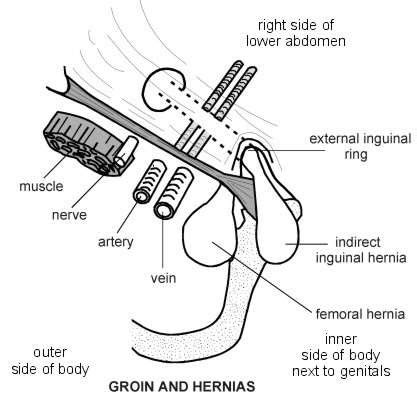 The groin region consists of ligaments, tendons, muscles and fascia all of which attach to the pubic bone. Groin and Hernias | Diagram | Patient