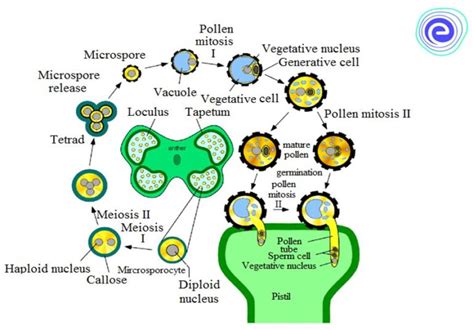 Microsporogenesis An Overview Process Of Microsporogenesis