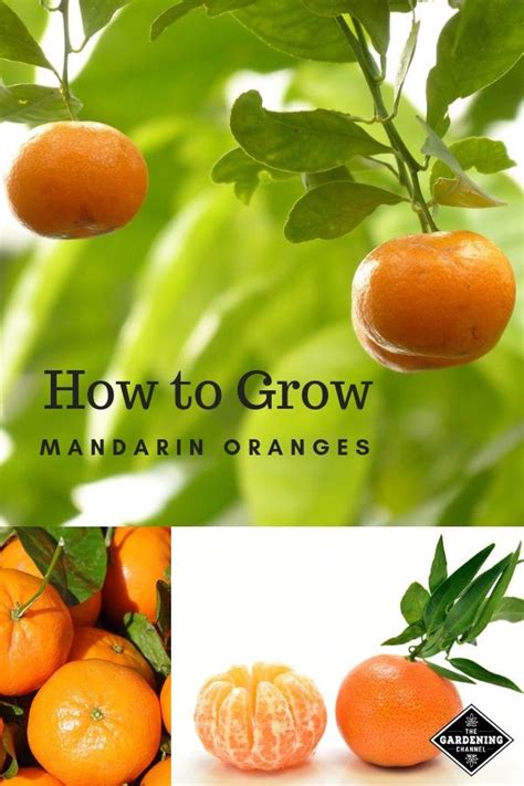 To clear things up a little more, and let you know when they're in stores, this cuties season timeline shows how and when our cuties grow. Learn how to grow your own mandarin trees. Mandarins have ...