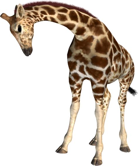 Giraffe Png Transparent Image Download Size 486x581px