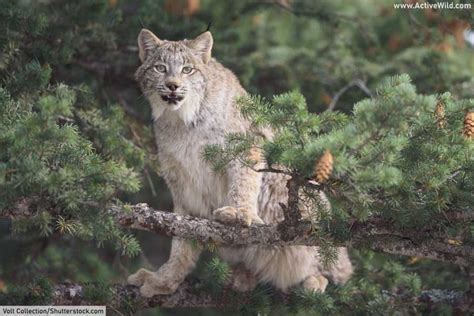 Wild Cats Of North America All North American Cats List Pictures