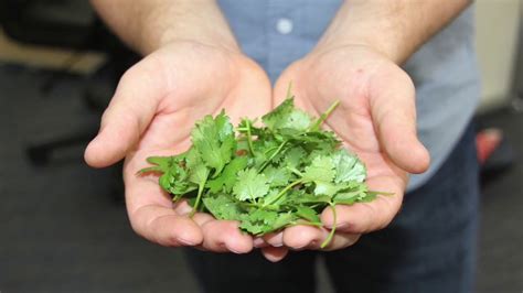 When And How To Harvest Cilantro YouTube