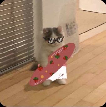 surfer cat pfp | Cute cat memes, Cat stands, Cat icon