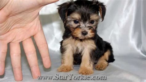 Vetted los angeles pomsky breeders. Teacup Puppies for sale in Los Angeles by StarYorkie.com ...