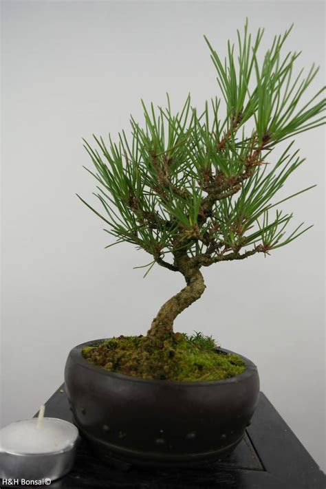Bonsai Shohin Japanese Black Pine Pinus Thunbergii No 6007