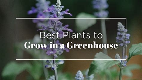 Best Plants To Grow In A Greenhouse Dripworks