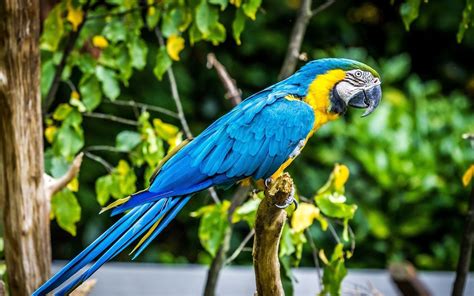 You're free like a bird to use whichever bird wallpaper you want at unsplash. parrot birds Wallpapers HD / Desktop and Mobile Backgrounds