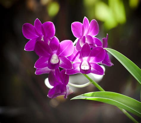 Magenta Orchids By Joe Carini Printscapes