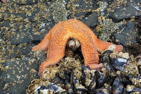 Sea Star Eating Mussel Photograph By Jo Leach