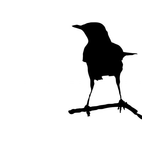 Bird On Branch Silhouette Free Stock Photo Public Domain Pictures