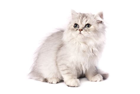 The persian cat is the feline with the most widely recorded pedigree. Persian - l love CAT