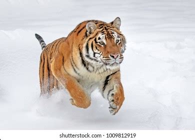 Tiger Leap Images Stock Photos D Objects Vectors Shutterstock