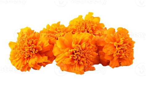Marigold Flower Png Transparent Background 29720442 Png