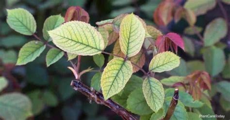 Rose Leaves Turning Yellow 6 Reasons Why Roses Turn Yellow