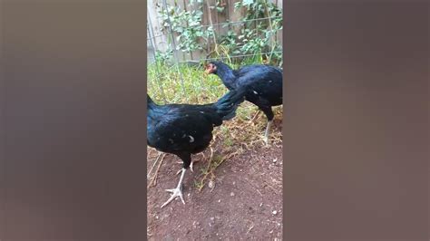 Gallinas Asil Cobra Y Japonés Para Cría Tel494 942 25 98 Youtube