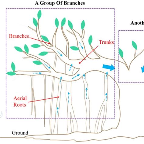 Schematic Diagram Of Banyan Tree Growth Download Scientific Diagram