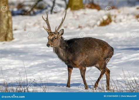 Sika Deer Buck In The Snow Stock Image Image Of Cervus 210410459