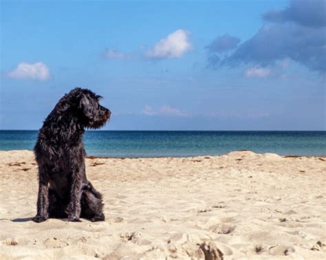 Wellness Huisje Met De Hond Toffe Plekken