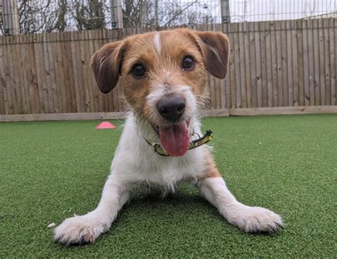 Rehoming Dogs Trust Dogs Trust Dogs Jack Russell Terrier