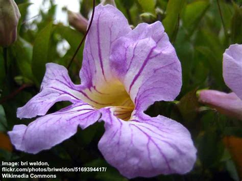 What does a lavender trumpet vine look like? Purple Flowering Vines: Climbing Vines With Their Picture ...