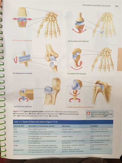 Types Of Synovial Joints From Human A And P Lab Manual Pearson Synovial