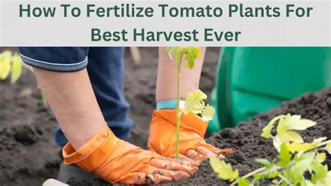 How To Fertilize Tomato Plants For Best Harvest Ever GardenToolLife