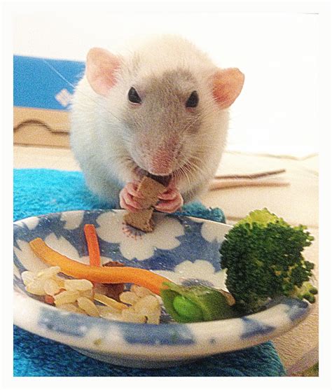 What Do Pet Rats Eat A Guide To A Healthy Diet For Rats 54 Off